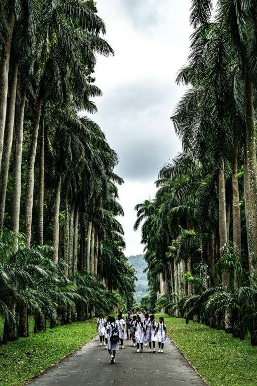 <span> DAY 5 </span> Kandy - Royal Botanical Gardens, Peradeniya [2 Hours]