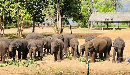 Luxurious Sri Lanka