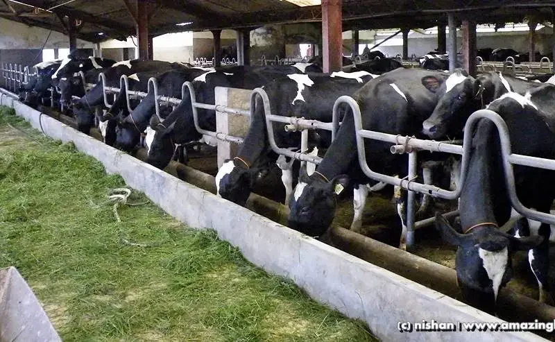 Ambewela Farm Visit