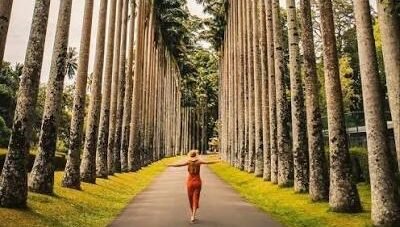 Royal Palm Avenue at Peradeniya Botanical Garden, Kandy.