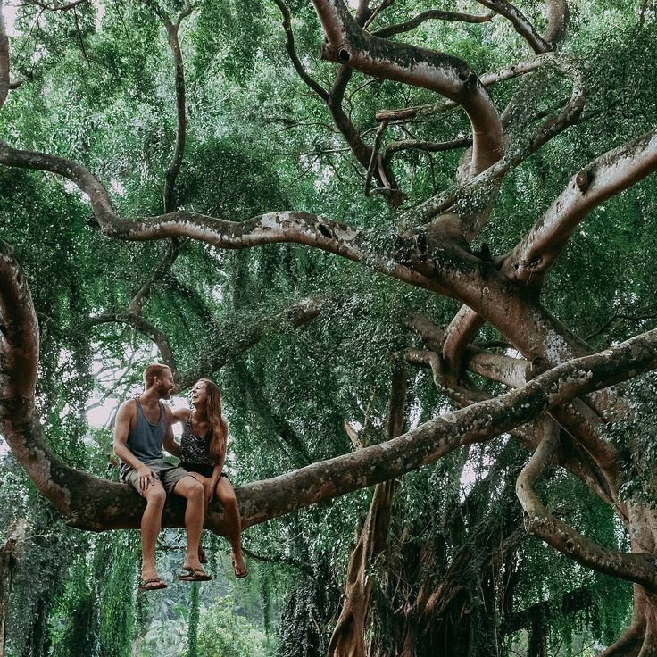 Couple sitting on the branches of a giant tree at Peradeniya Botanical Garden.