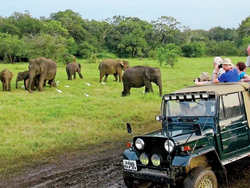 Bundala National Park Safari