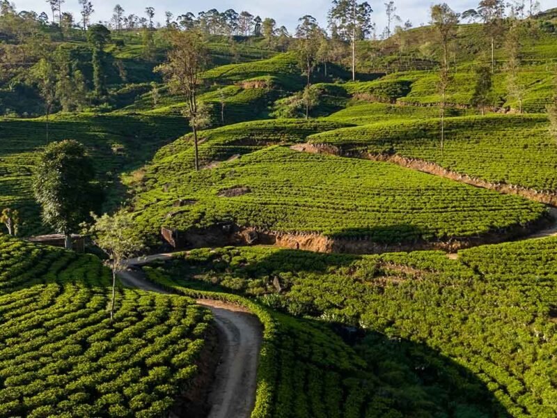 Lush tea plantations covering the rolling hills of Dickoya in Sri Lanka’s central highlands.