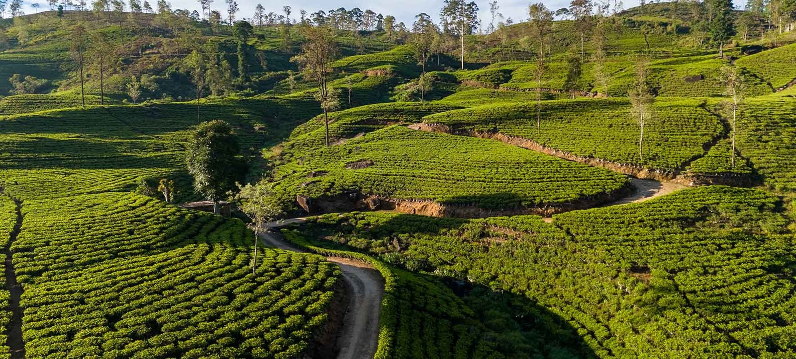 Lush tea plantations covering the rolling hills of Dickoya in Sri Lanka’s central highlands.