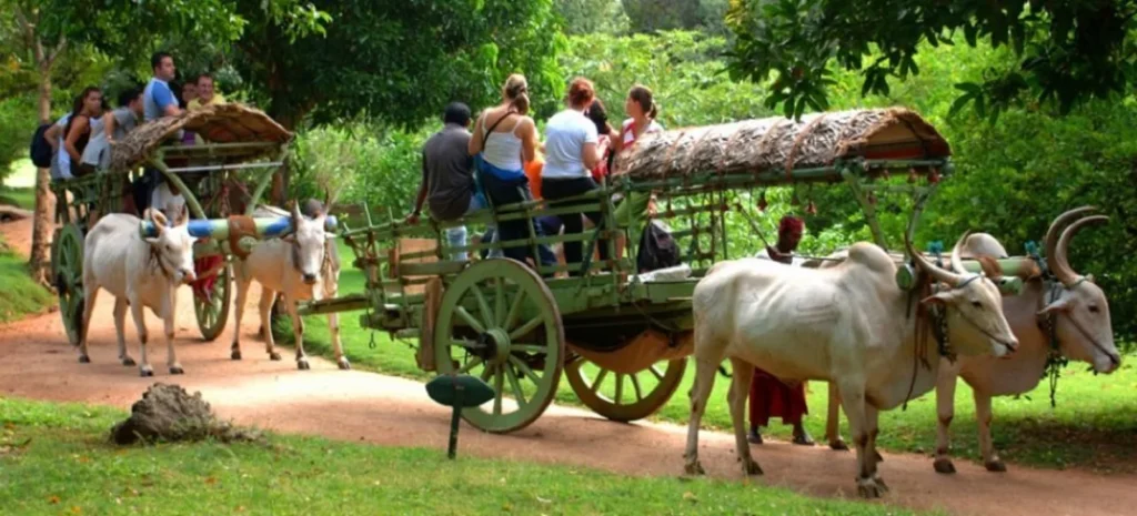 Tourists enjoying bullock cart rides in Hiriwaduna, Sri Lanka.