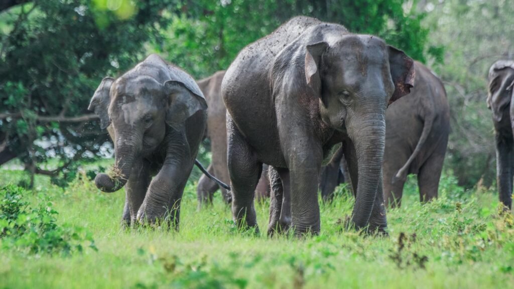 Herd of wild elephants grazing in the lush forest of Hurulu Eco Park.