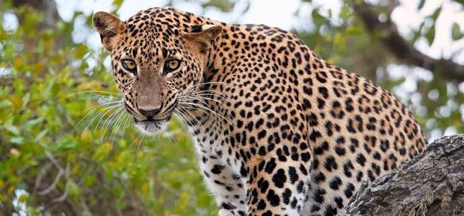Sri Lankan leopard resting on a tree in Minneriya National Park.