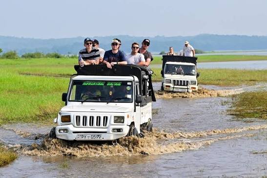 Tourists enjoying a jeep safari through wetlands in Minneriya National Park.