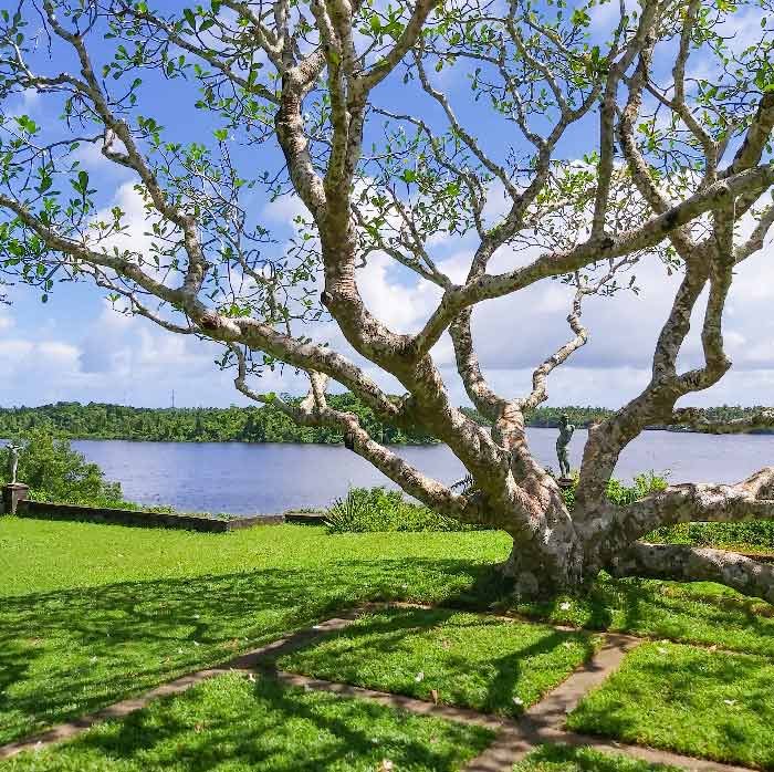 Large spreading tree overlooking Dedduwa Lake at Lunuganga Estate.