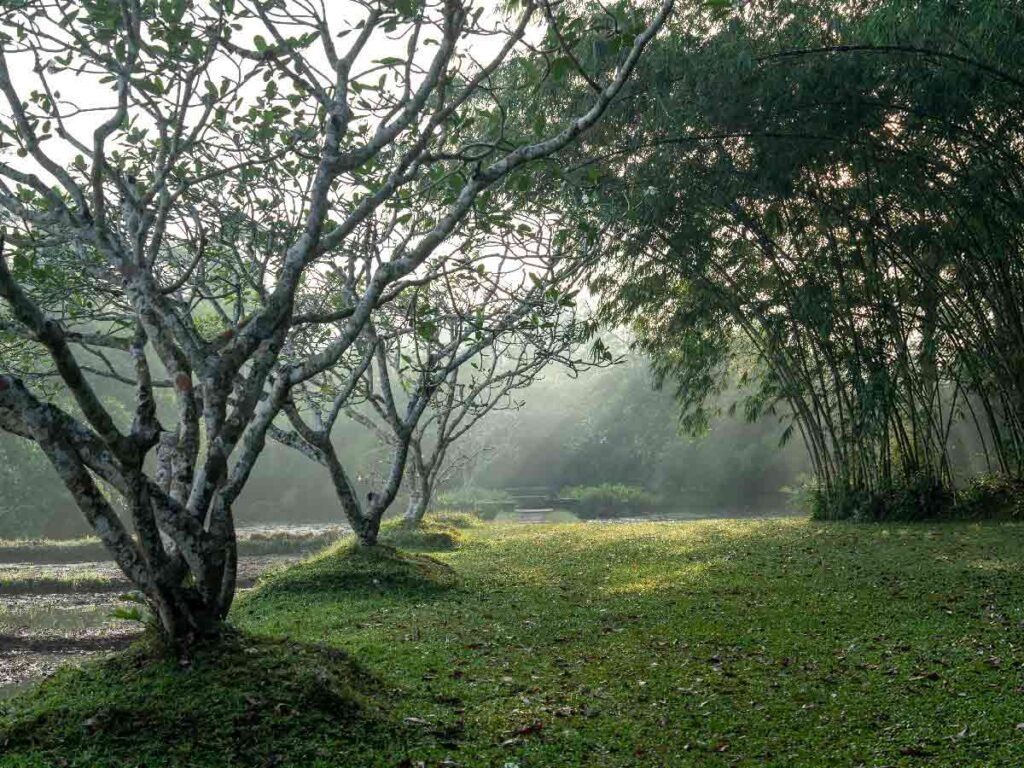 Misty tropical garden with trees and bamboo at Lunuganga Estate.