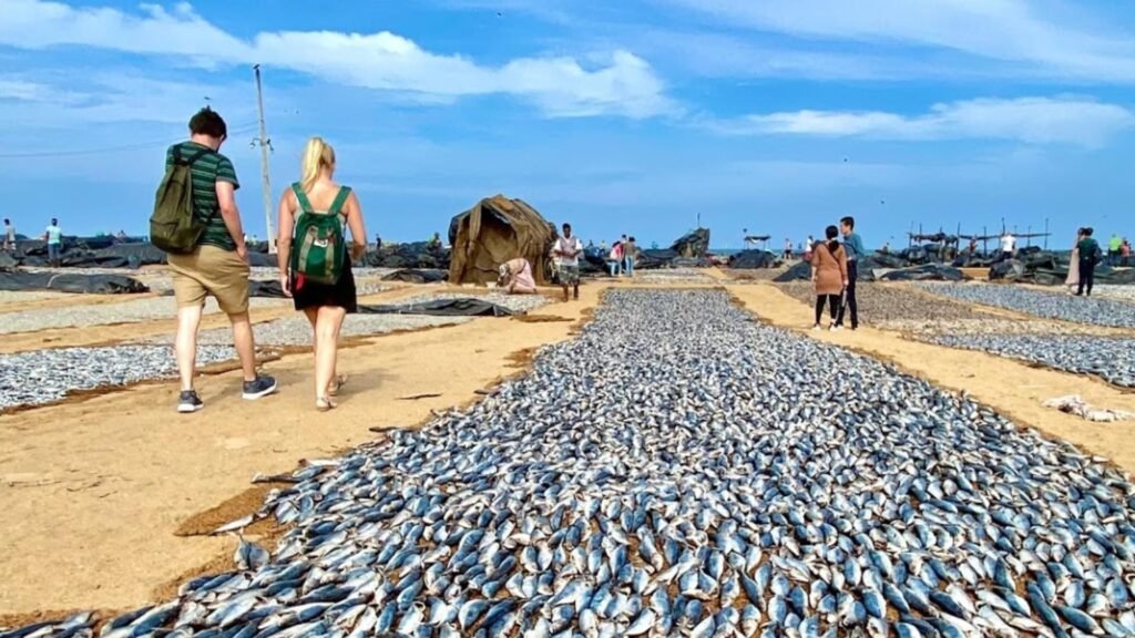Negombo Fish Market