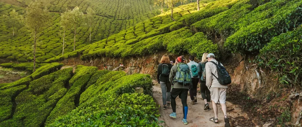 Travellers hiking through lush tea plantations along the Pekoe Trail in Sri Lanka’s hill country.