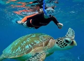Snorkelling with Sea Turtles