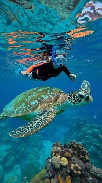 Snorkelling with Sea Turtles
