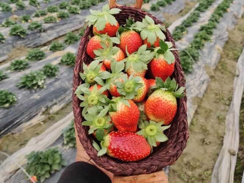 Strawberry Farm Experience