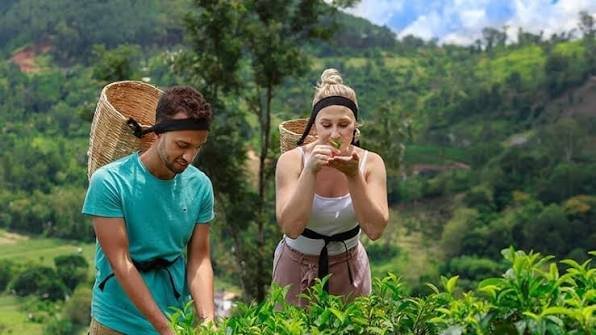 Tourists picking and smelling fresh tea leaves in a Sri Lankan tea plantation.