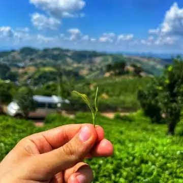 Hand holding fresh tea leaves above a green tea plantation in Sri Lanka.