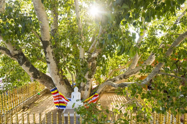 Visit the Sacred Sri Maha Bodhi