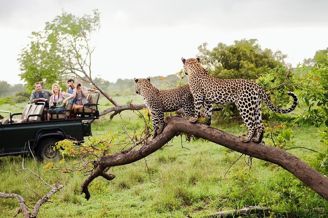 Two leopards resting on a tree beside a safari jeep in Yala National Park.