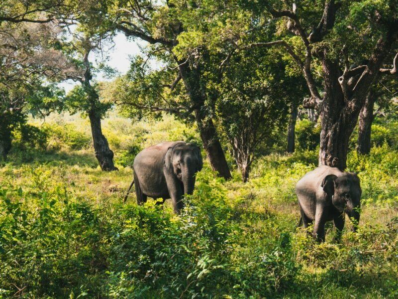 Minneriya Safari 