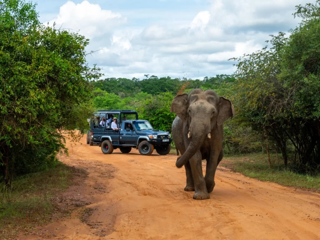 Wild elephant walking near safari jeeps in Yala National Park, Sri Lanka.