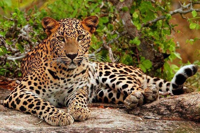 Sri Lankan leopard resting on a rock in Yala National Park.