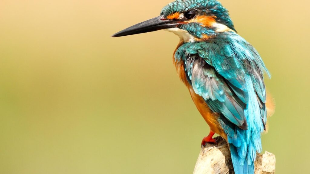 Bird watching at Kalamatiya wetlands in Sri Lanka
