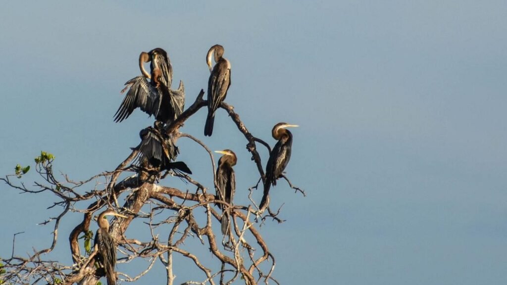 Bird watching at Kalamatiya wetlands in Sri Lanka