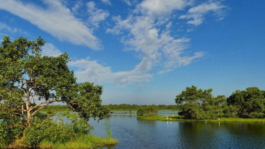 Bird watching at Kalamatiya wetlands in Sri Lanka